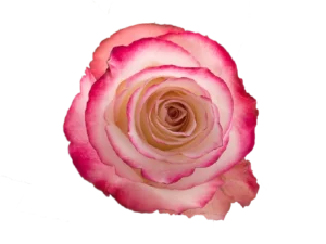 Sweetness Rose