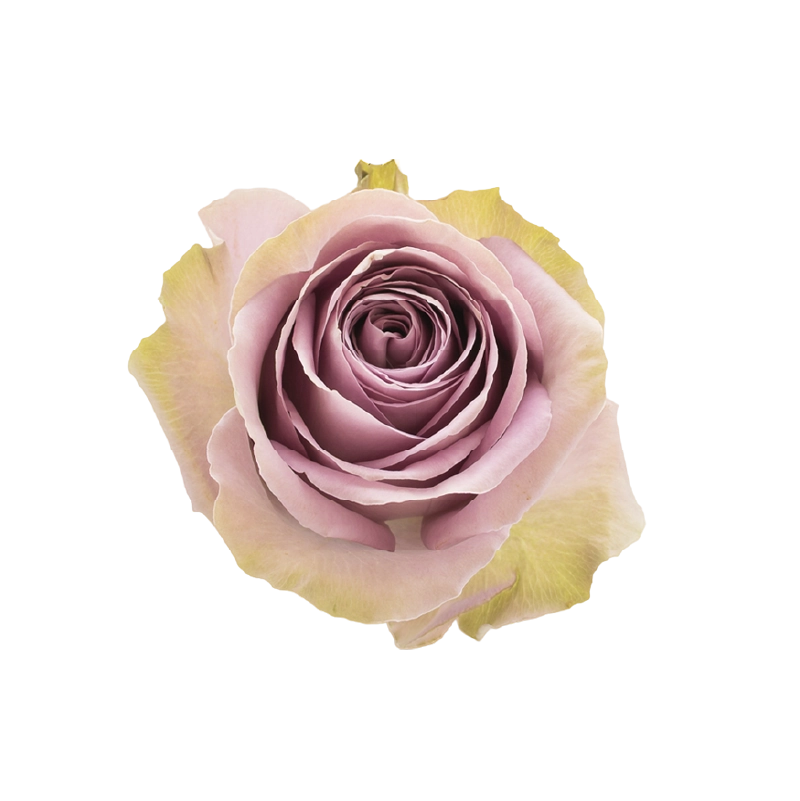 Tiara Rose