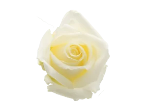 White Chocolate Rose