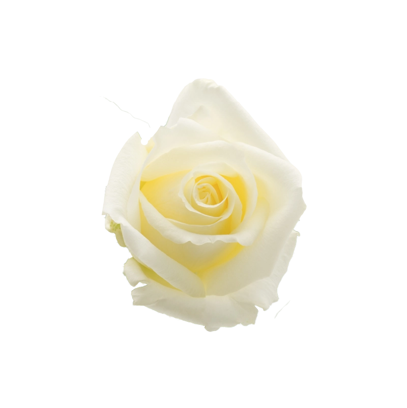 White Chocolate Rose