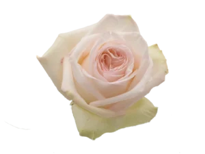 White Ohara Rose