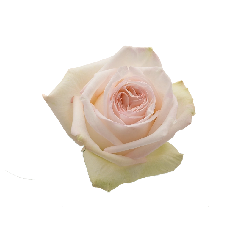 White Ohara Rose
