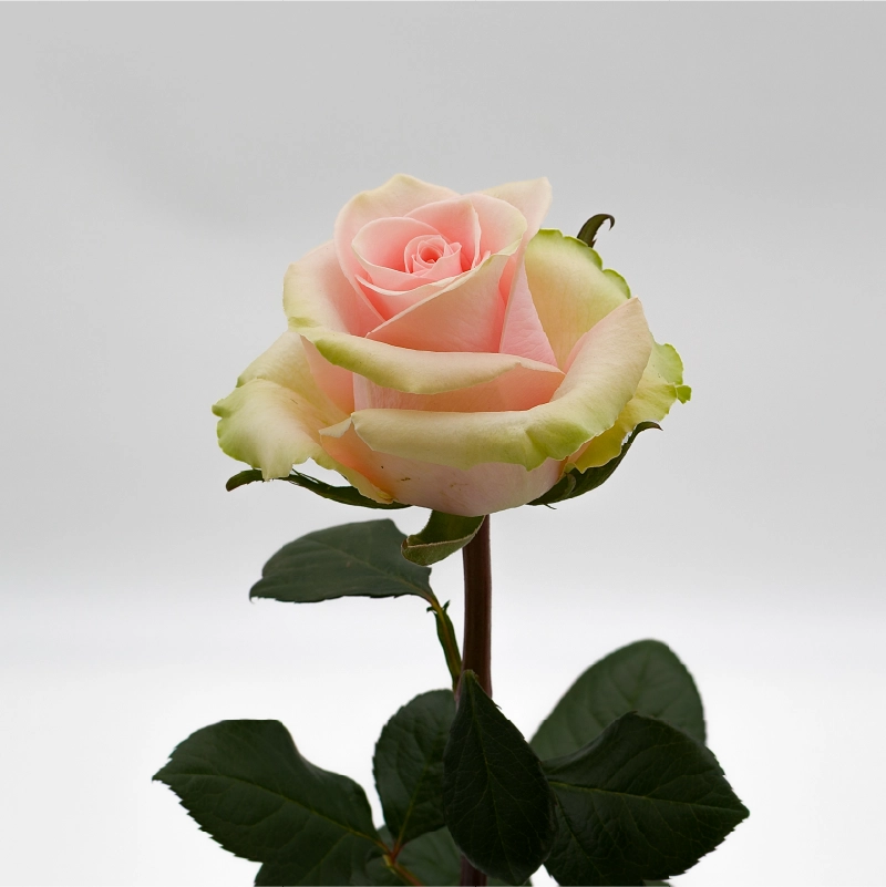 ABSOLUT IN PINK - Image 3