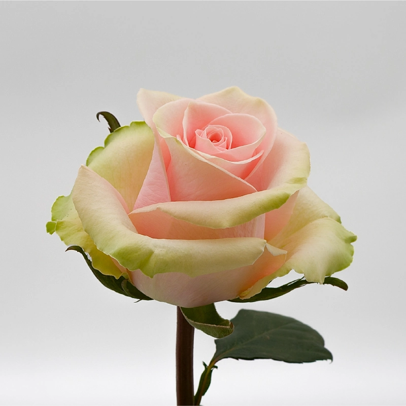 ABSOLUT IN PINK - Image 2